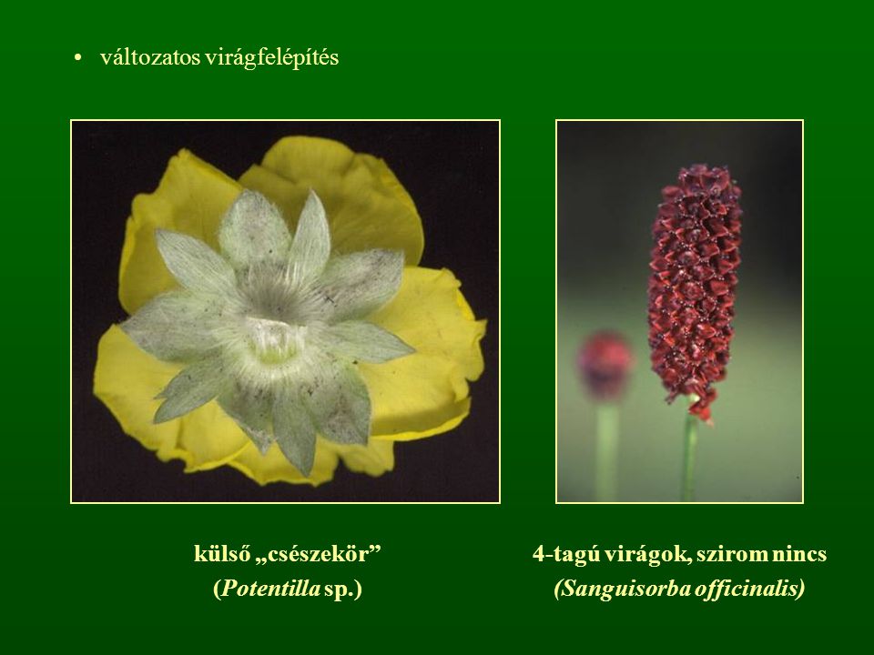 4-tagú virágok, szirom nincs (Sanguisorba officinalis)