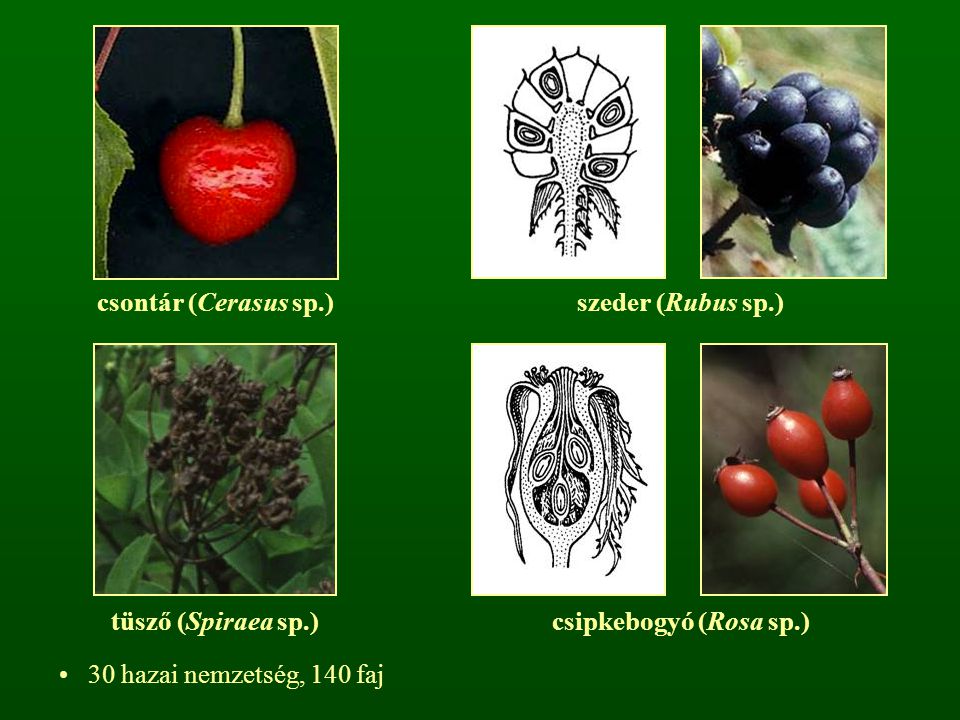 csontár (Cerasus sp.) szeder (Rubus sp.) tüsző (Spiraea sp.) csipkebogyó (Rosa sp.) 30 hazai nemzetség, 140 faj.
