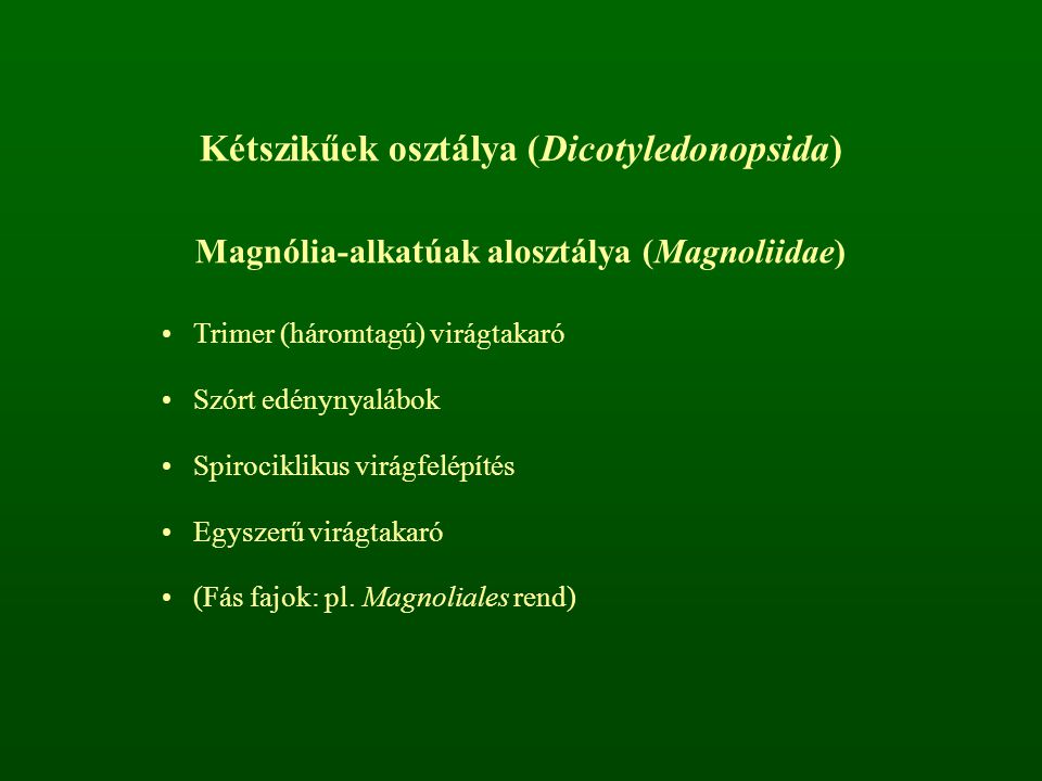 Kétszikűek osztálya (Dicotyledonopsida)