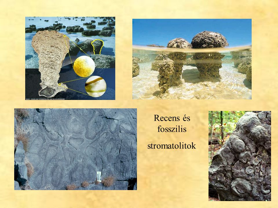 Recens és fosszilis stromatolitok