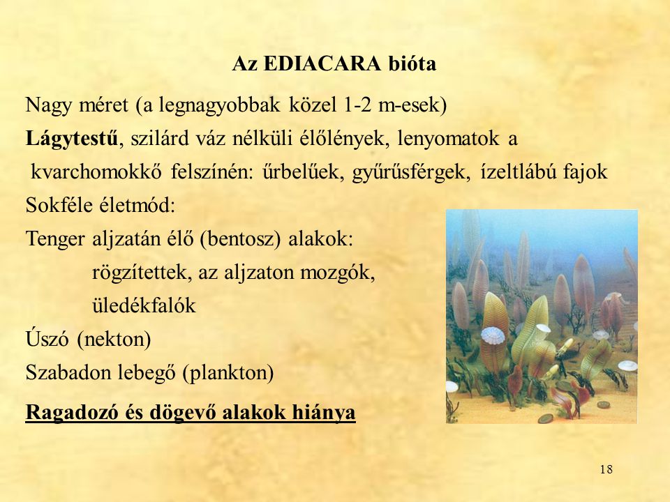 Az EDIACARA bióta Nagy méret (a legnagyobbak közel 1-2 m-esek) Lágytestű, szilárd váz nélküli élőlények, lenyomatok a.