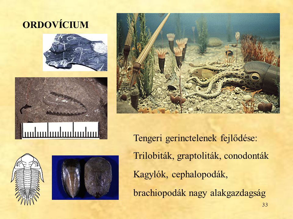 ORDOVÍCIUM Tengeri gerinctelenek fejlődése: Trilobiták, graptoliták, conodonták. Kagylók, cephalopodák,