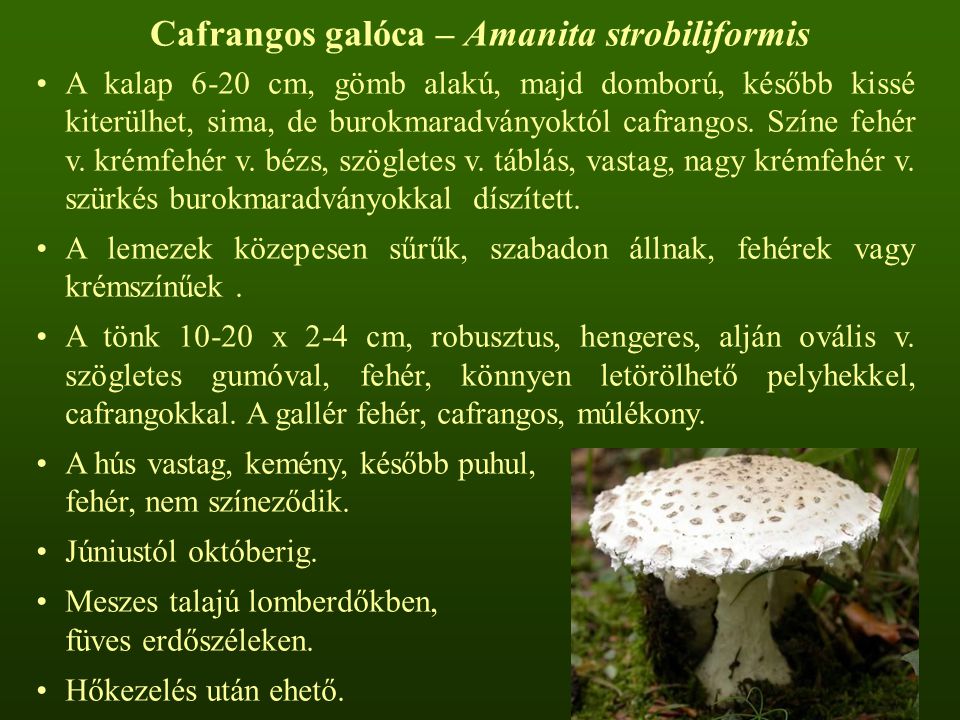 Cafrangos galóca – Amanita strobiliformis