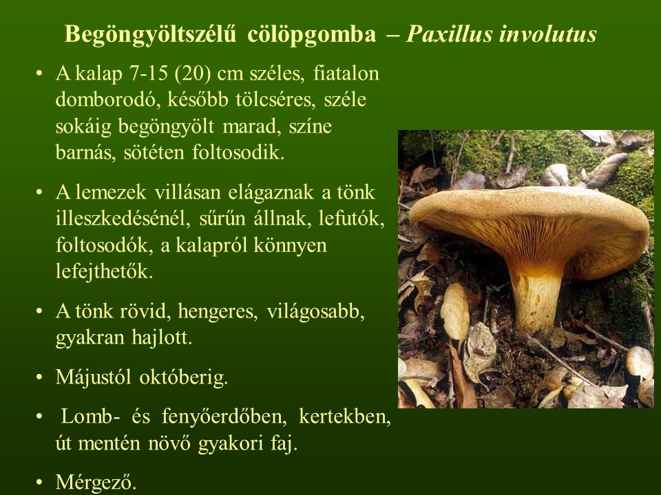 Begöngyöltszélű cölöpgomba – Paxillus involutus