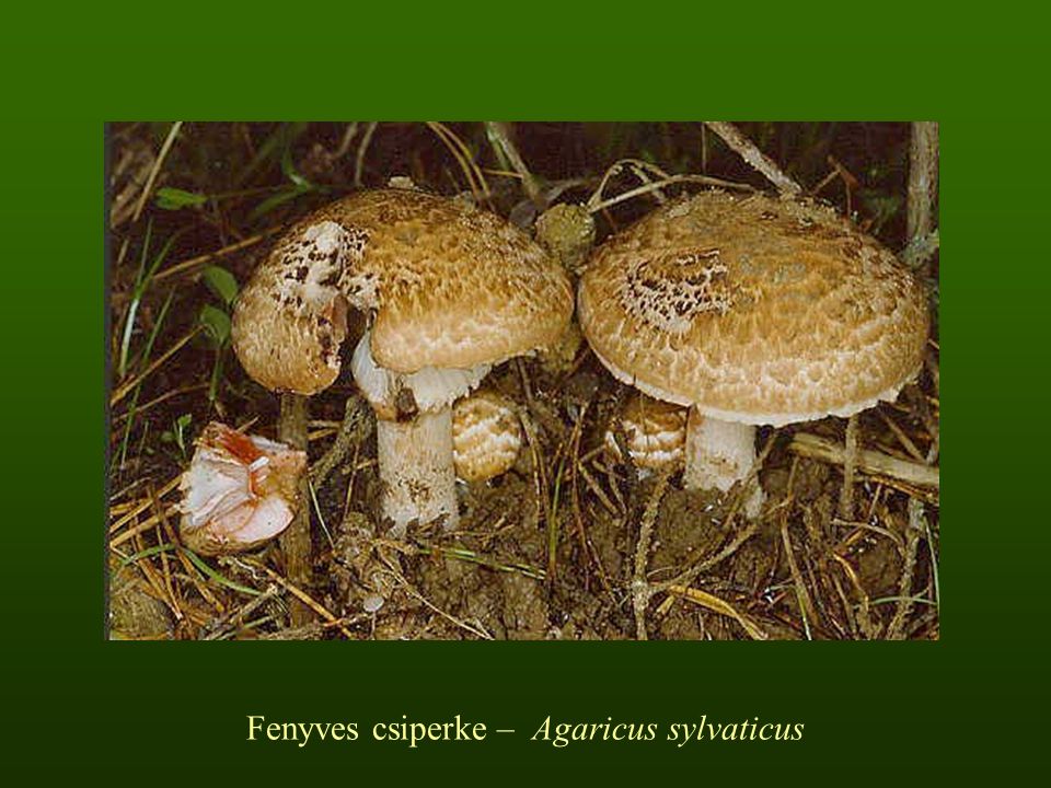 Fenyves csiperke – Agaricus sylvaticus