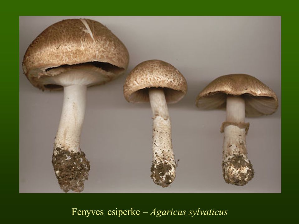 Fenyves csiperke – Agaricus sylvaticus