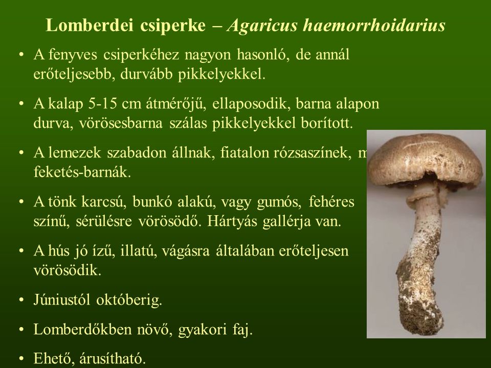 Lomberdei csiperke – Agaricus haemorrhoidarius