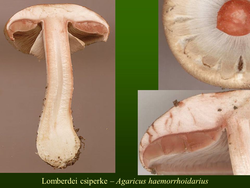 Lomberdei csiperke – Agaricus haemorrhoidarius