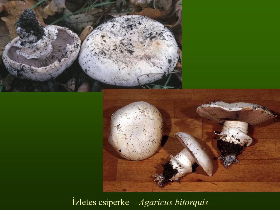 Ízletes csiperke – Agaricus bitorquis
