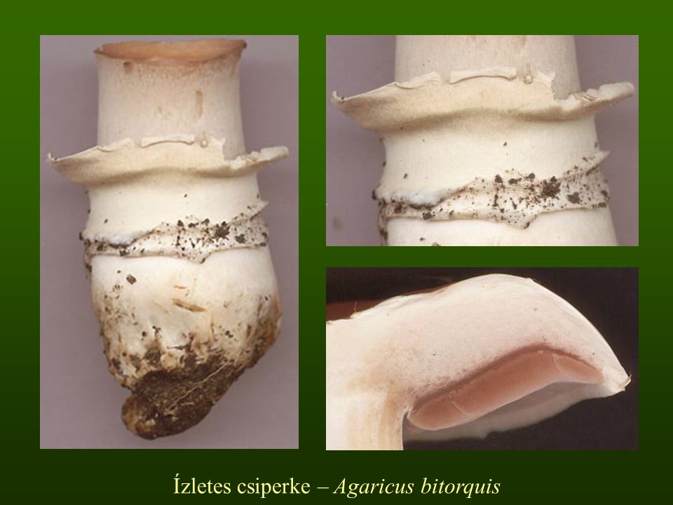 Ízletes csiperke – Agaricus bitorquis