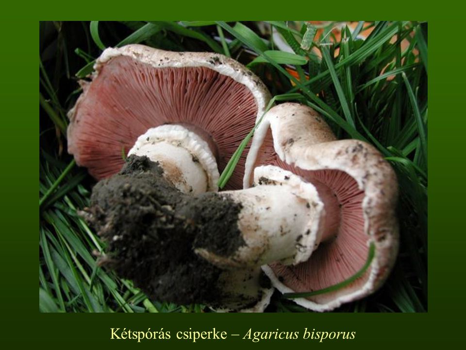 Kétspórás csiperke – Agaricus bisporus