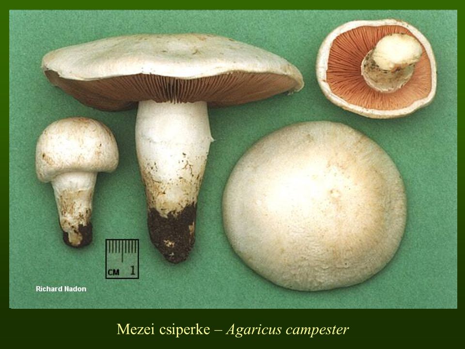 Mezei csiperke – Agaricus campester
