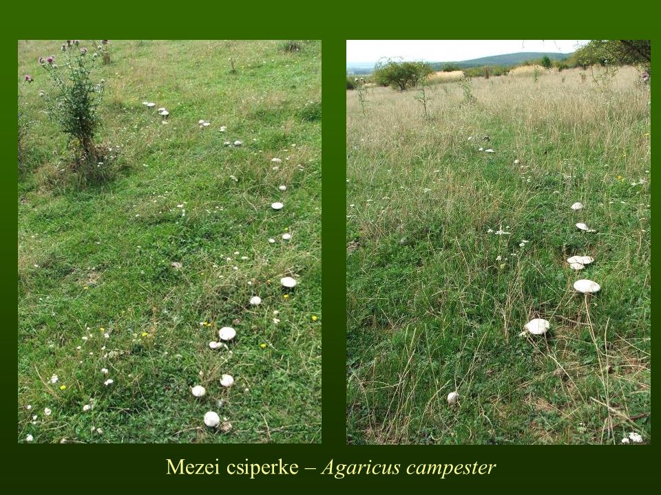 Mezei csiperke – Agaricus campester