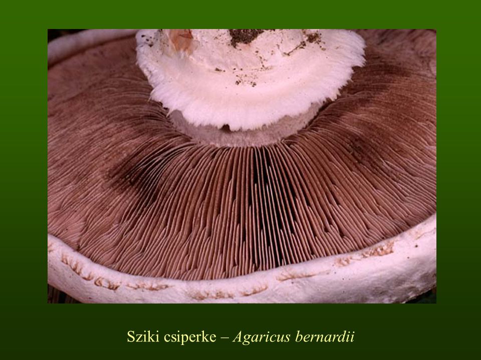 Sziki csiperke – Agaricus bernardii