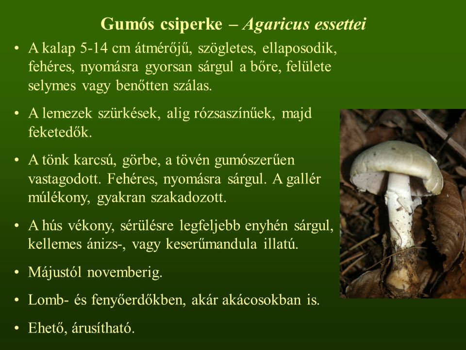 Gumós csiperke – Agaricus essettei