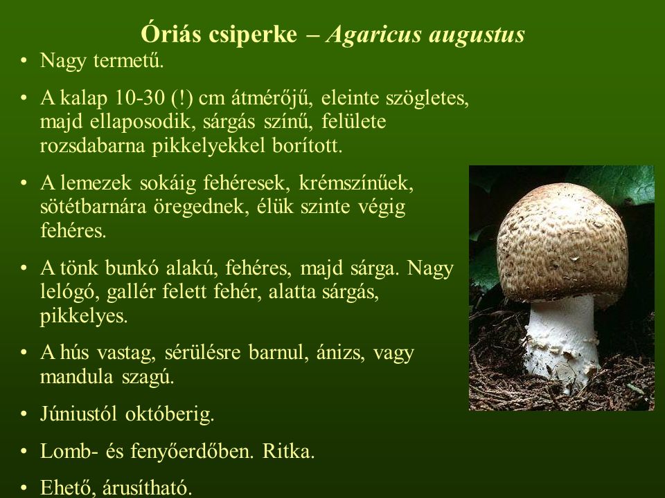 Óriás csiperke – Agaricus augustus