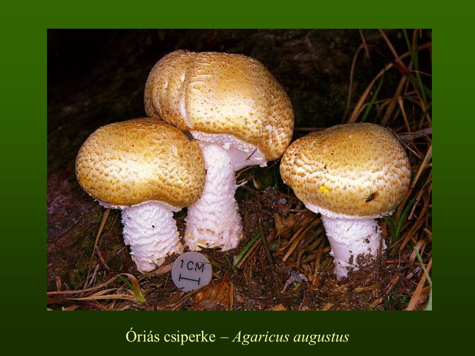Óriás csiperke – Agaricus augustus