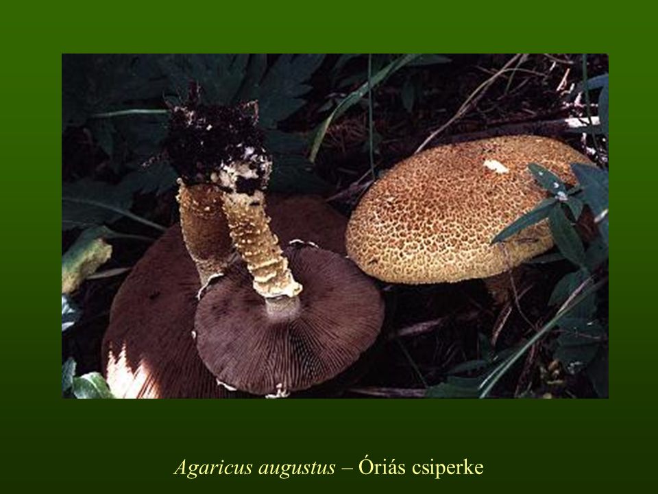 Agaricus augustus – Óriás csiperke
