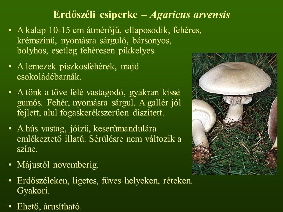 Erdőszéli csiperke – Agaricus arvensis