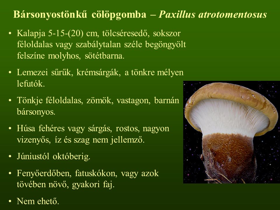 Bársonyostönkű cölöpgomba – Paxillus atrotomentosus