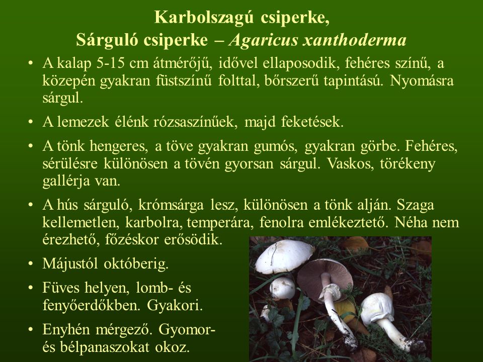 Sárguló csiperke – Agaricus xanthoderma