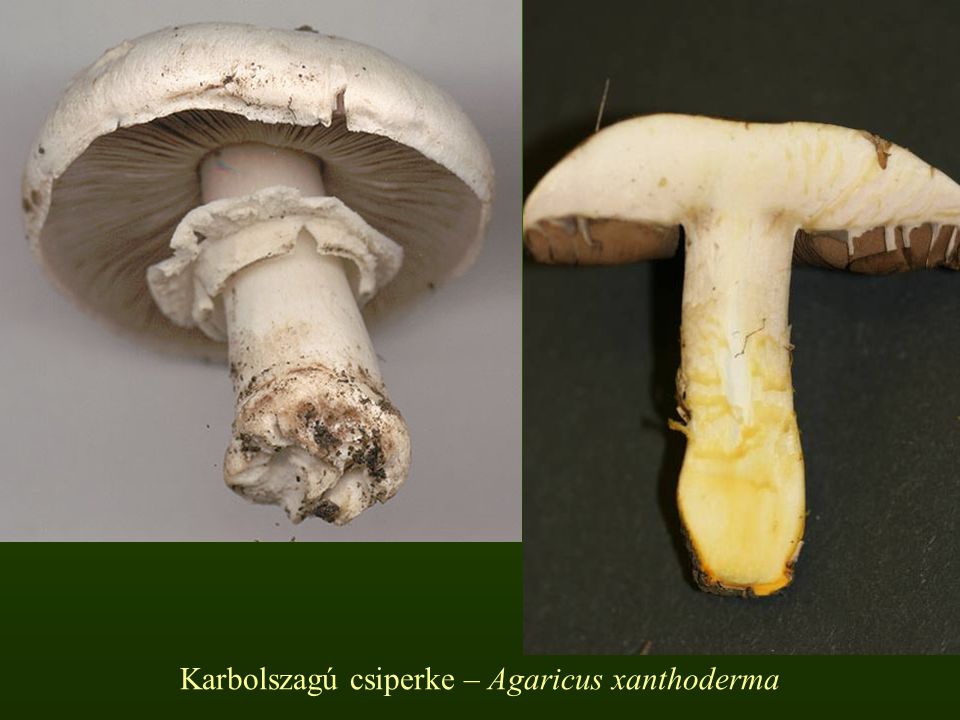 Karbolszagú csiperke – Agaricus xanthoderma