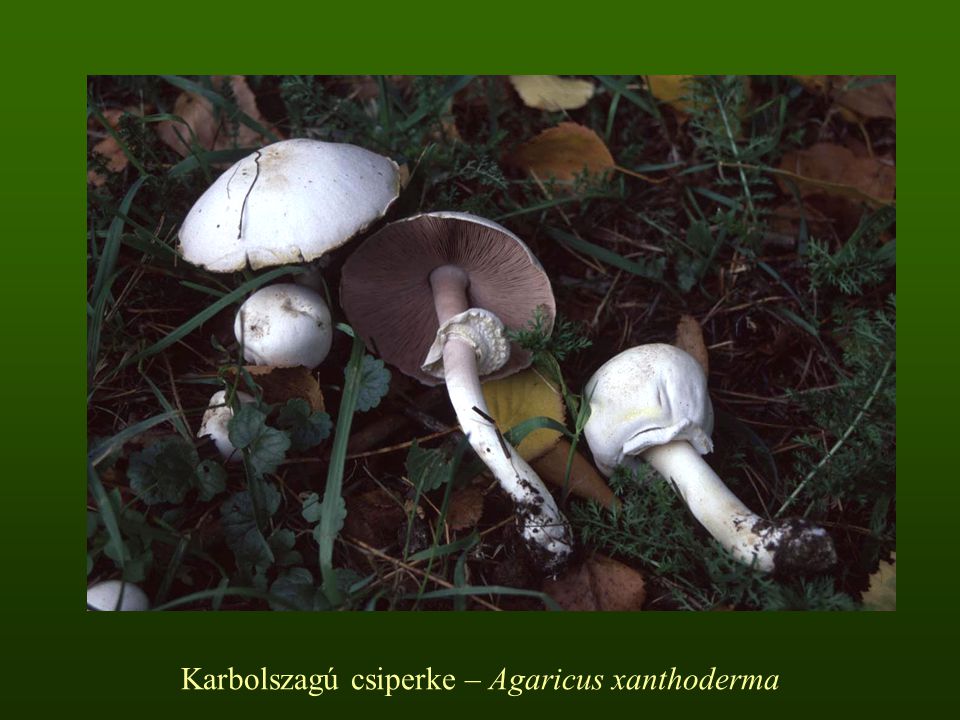 Karbolszagú csiperke – Agaricus xanthoderma