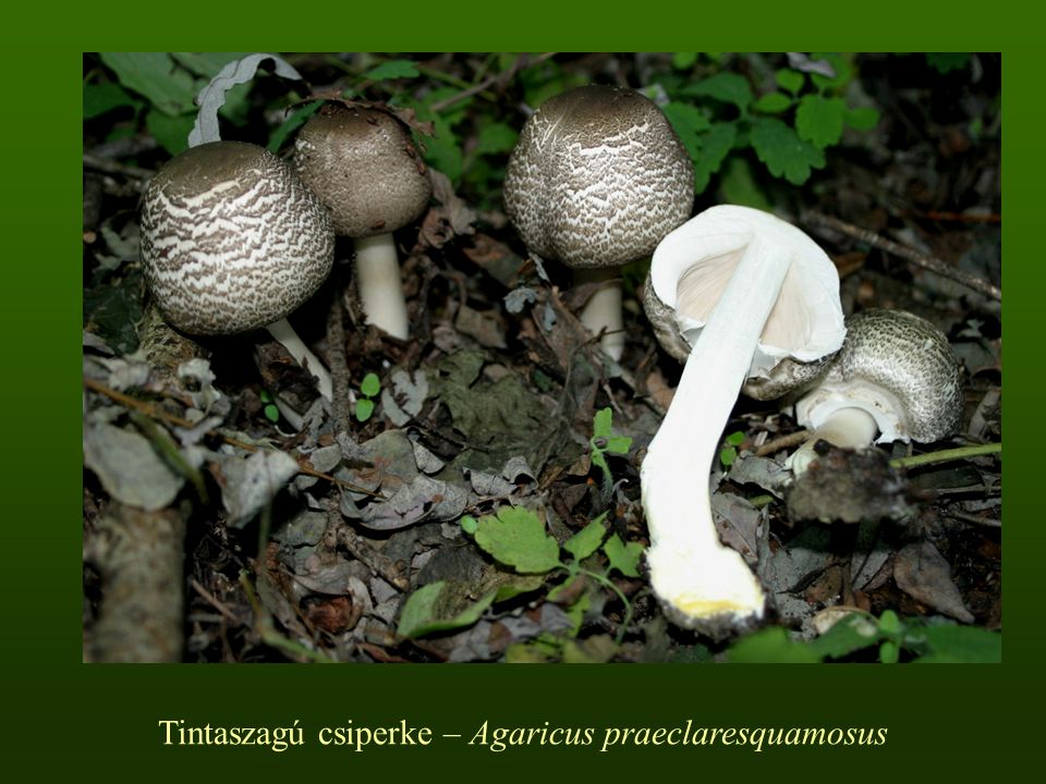 Tintaszagú csiperke – Agaricus praeclaresquamosus