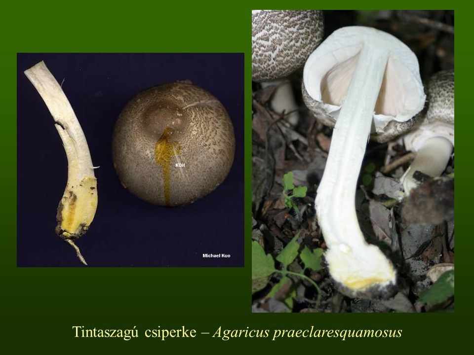 Tintaszagú csiperke – Agaricus praeclaresquamosus