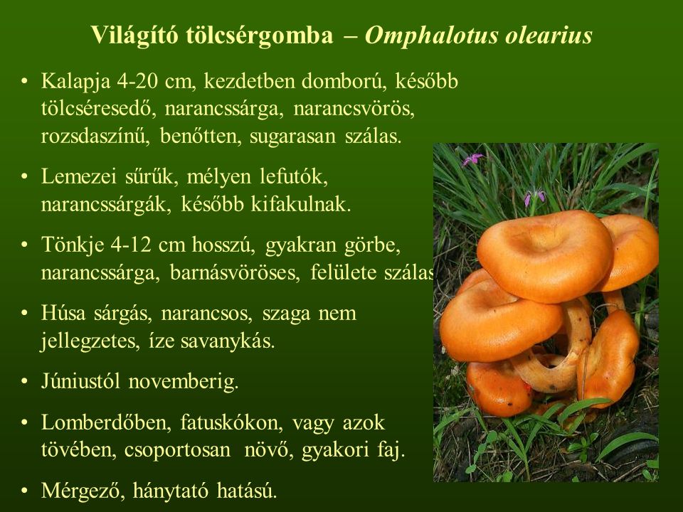 Világító tölcsérgomba – Omphalotus olearius