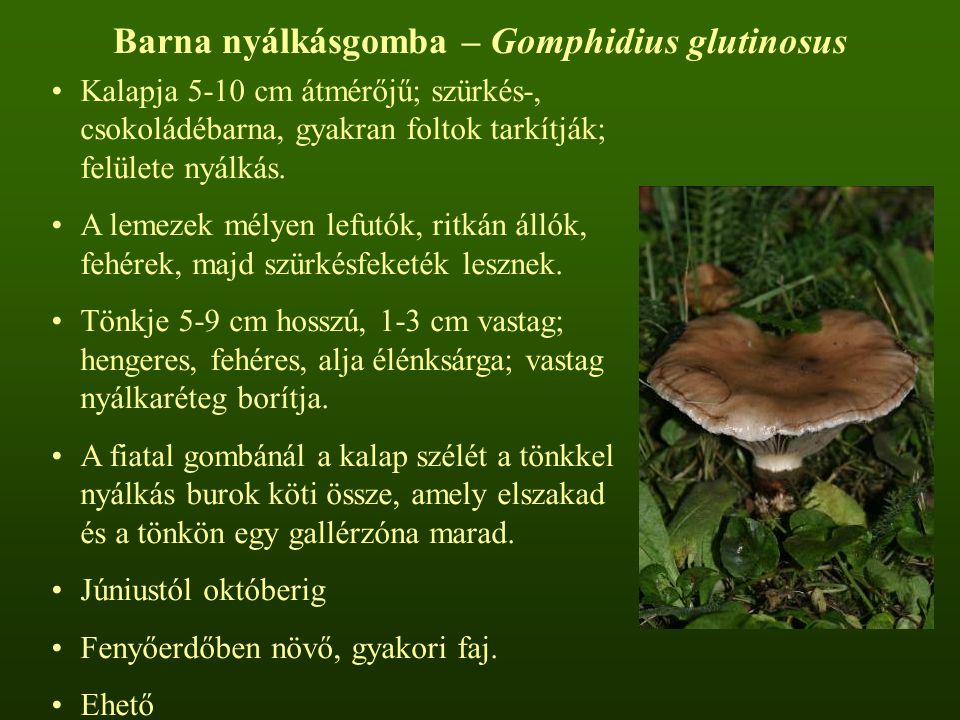 Barna nyálkásgomba – Gomphidius glutinosus