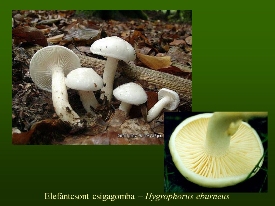 Elefántcsont csigagomba – Hygrophorus eburneus