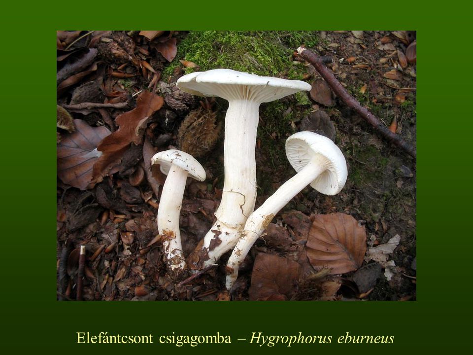 Elefántcsont csigagomba – Hygrophorus eburneus