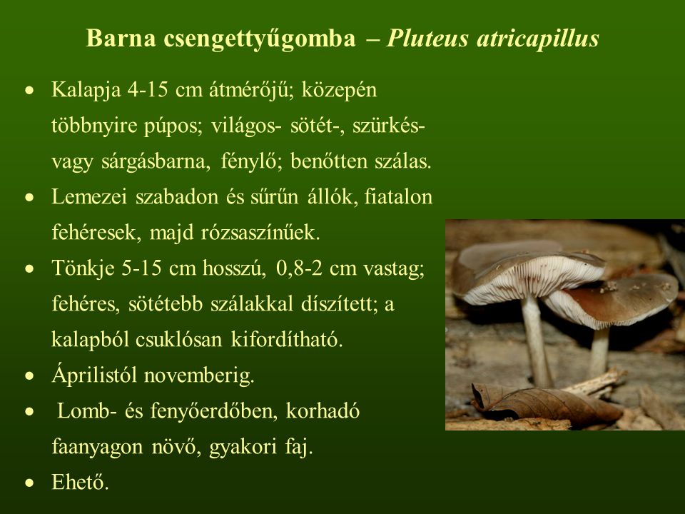 Barna csengettyűgomba – Pluteus atricapillus