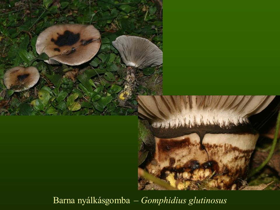 Barna nyálkásgomba – Gomphidius glutinosus