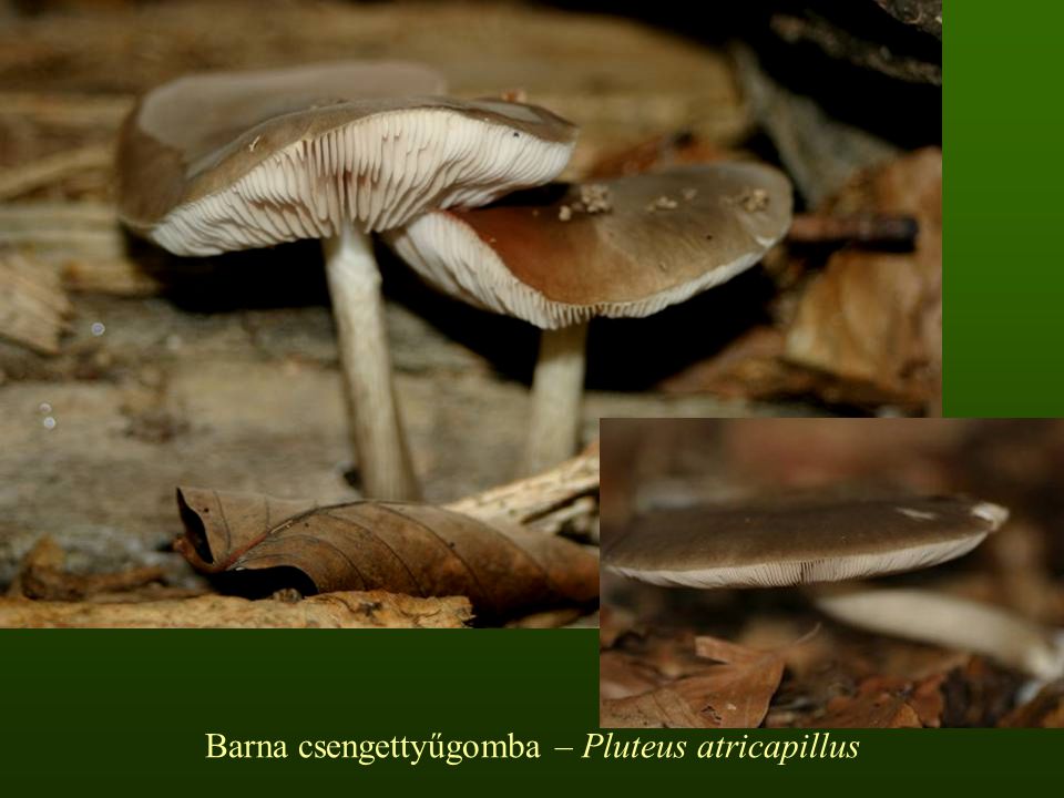 Barna csengettyűgomba – Pluteus atricapillus