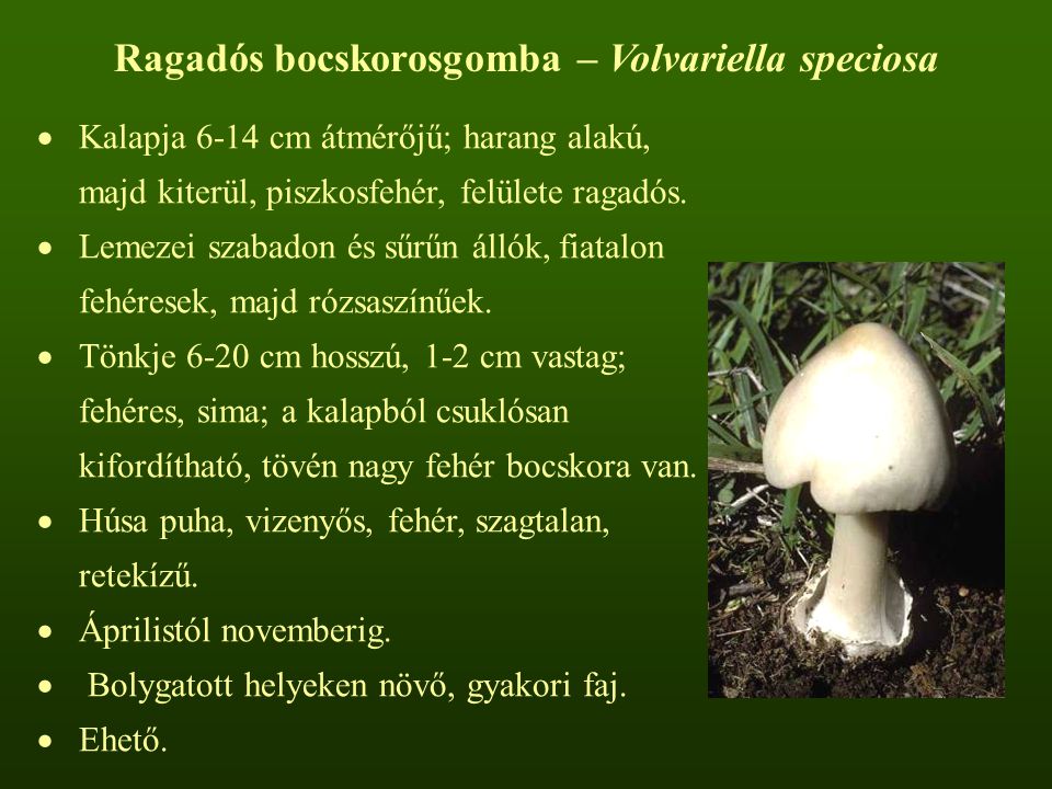 Ragadós bocskorosgomba – Volvariella speciosa