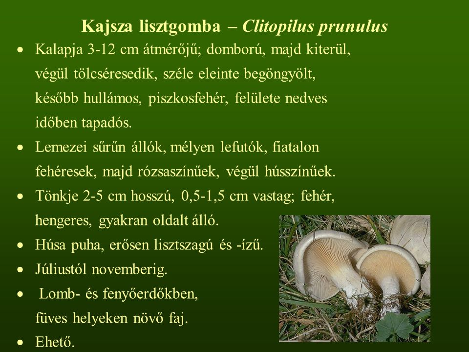 Kajsza lisztgomba – Clitopilus prunulus