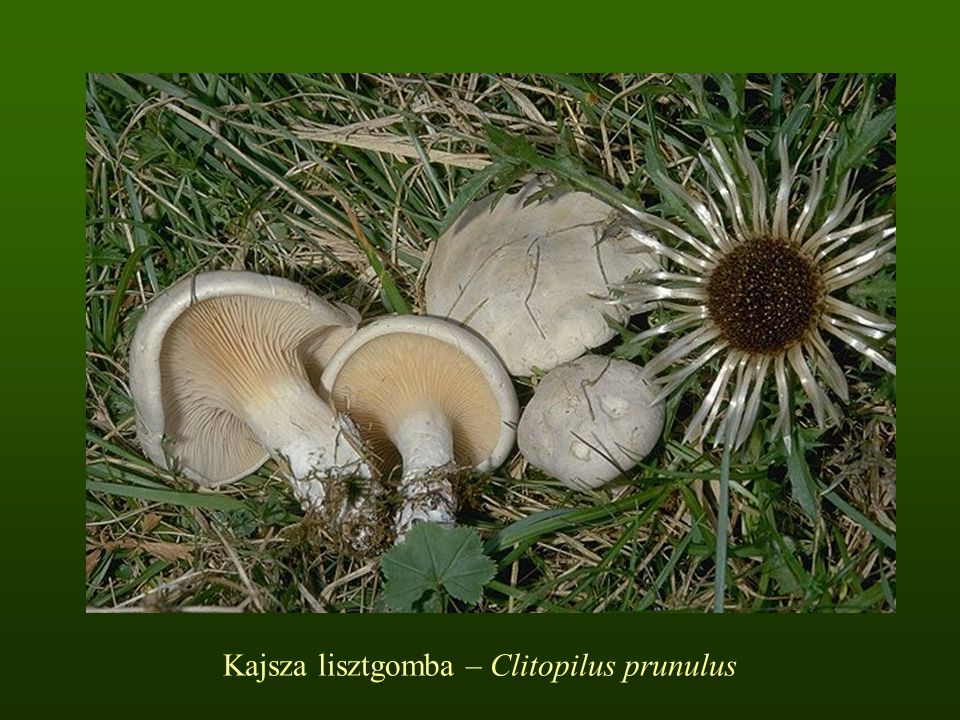 Kajsza lisztgomba – Clitopilus prunulus