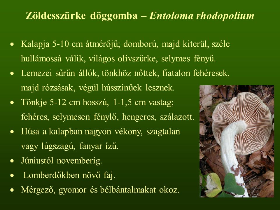 Zöldesszürke döggomba – Entoloma rhodopolium