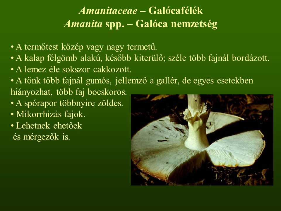 Amanitaceae – Galócafélék Amanita spp. – Galóca nemzetség