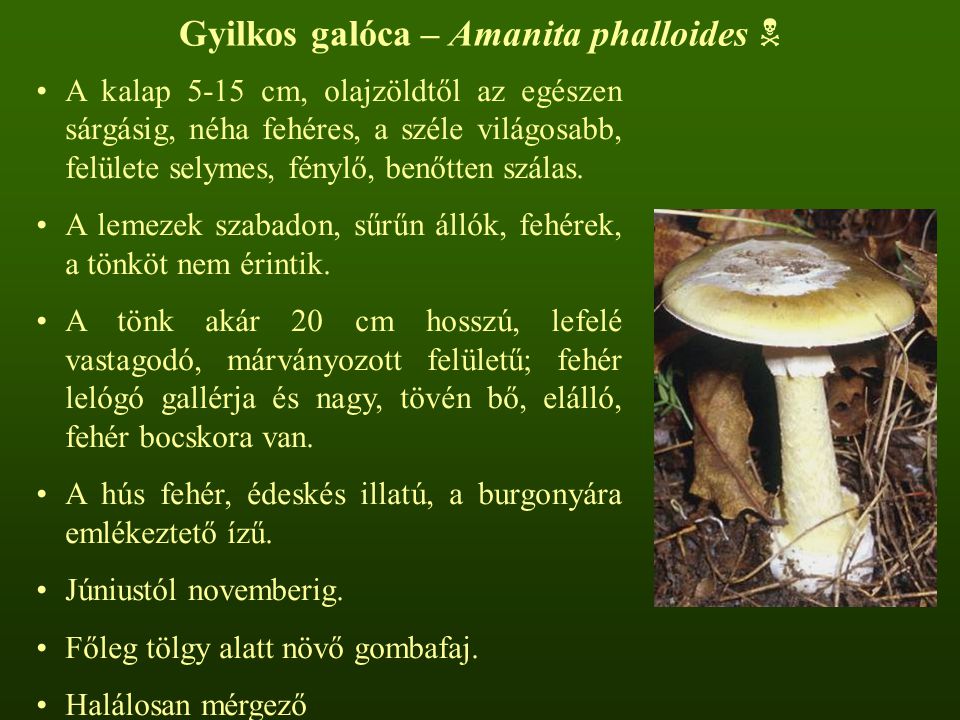 Gyilkos galóca – Amanita phalloides 