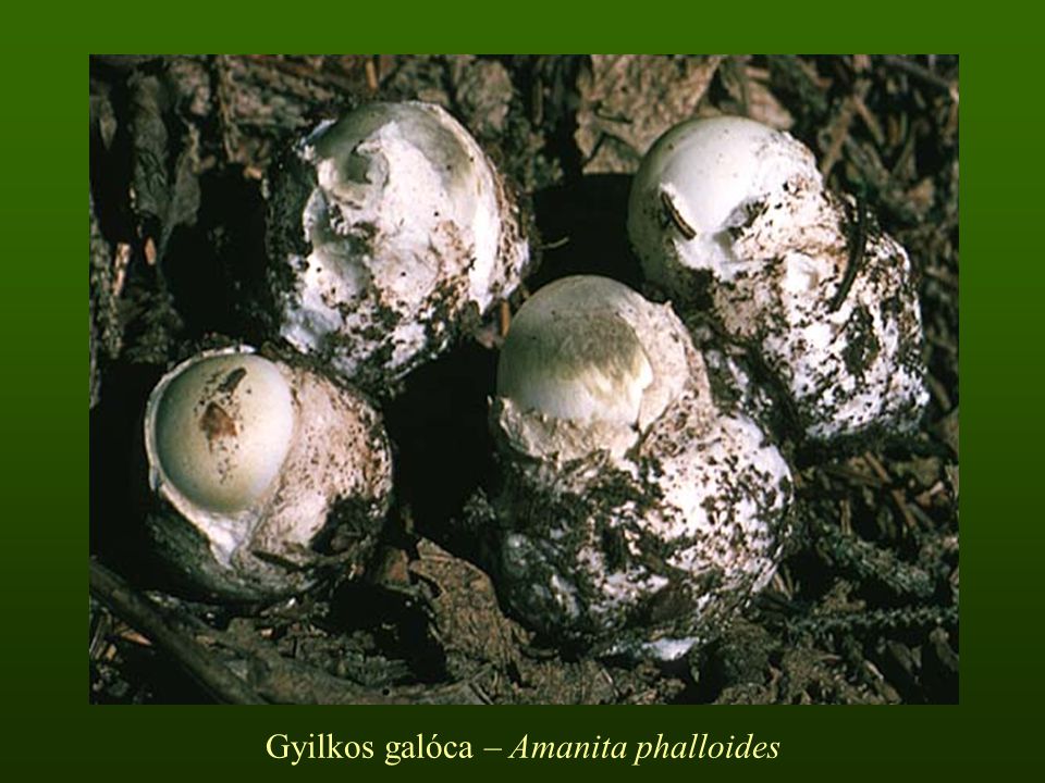Gyilkos galóca – Amanita phalloides