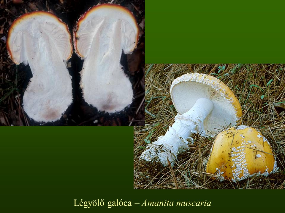 Légyölő galóca – Amanita muscaria