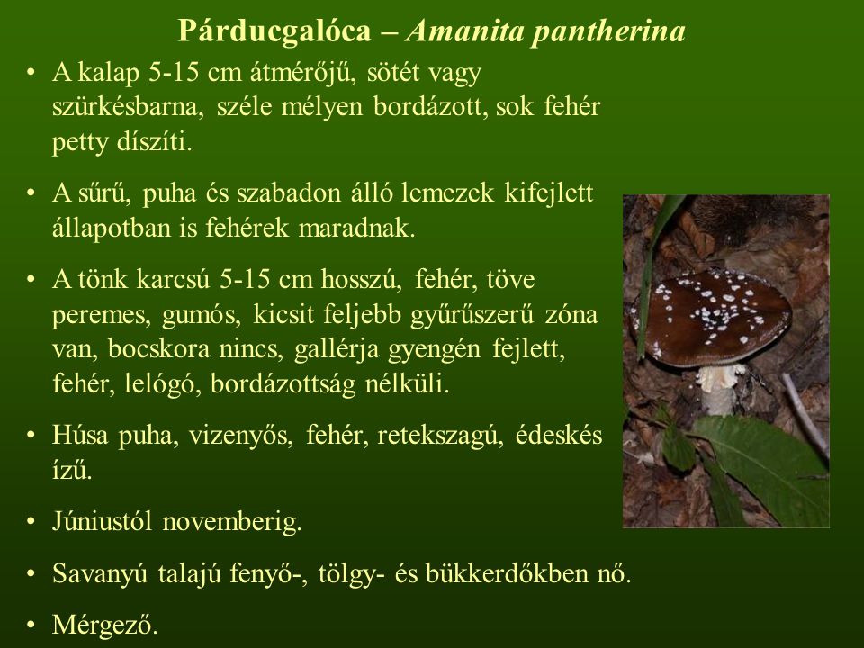 Párducgalóca – Amanita pantherina