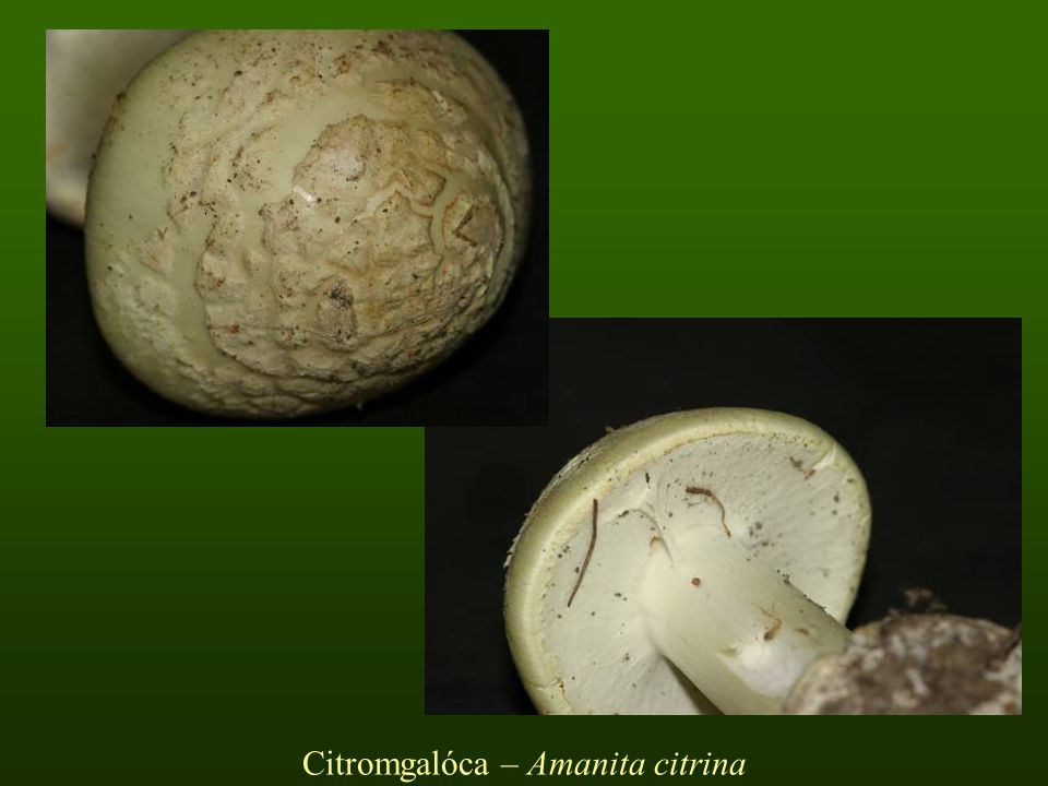 Citromgalóca – Amanita citrina