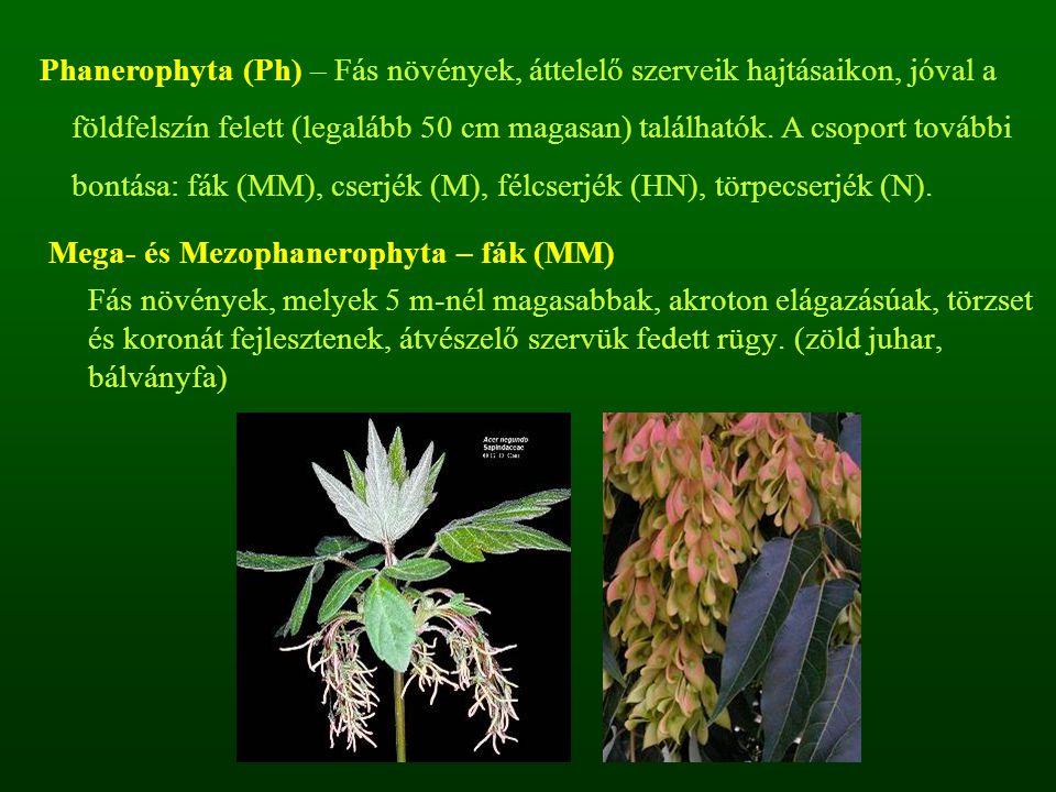 Phanerophyta (Ph) – Fás növények, áttelelő szerveik hajtásaikon, jóval a földfelszín felett (legalább 50 cm magasan) találhatók. A csoport további bontása: fák (MM), cserjék (M), félcserjék (HN), törpecserjék (N).