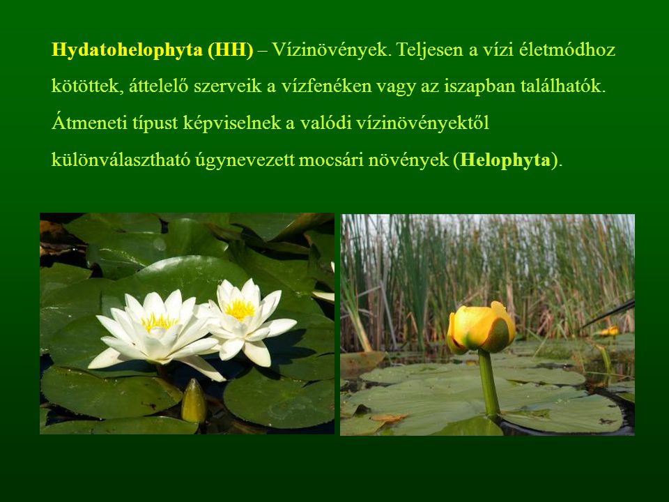 Hydatohelophyta (HH) – Vízinövények