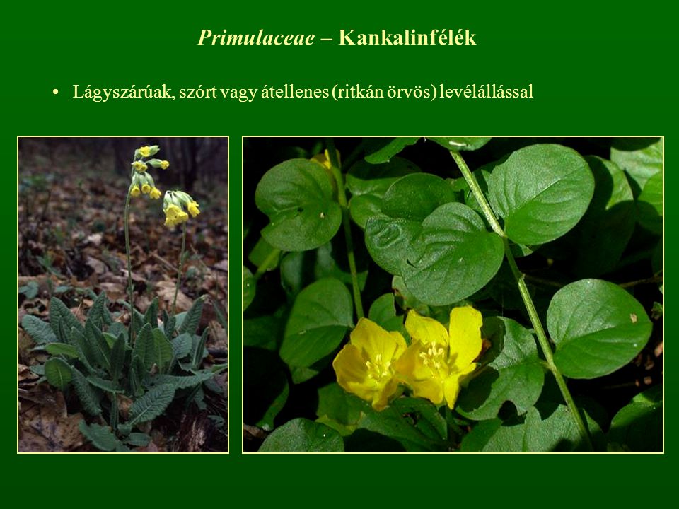 Primulaceae – Kankalinfélék
