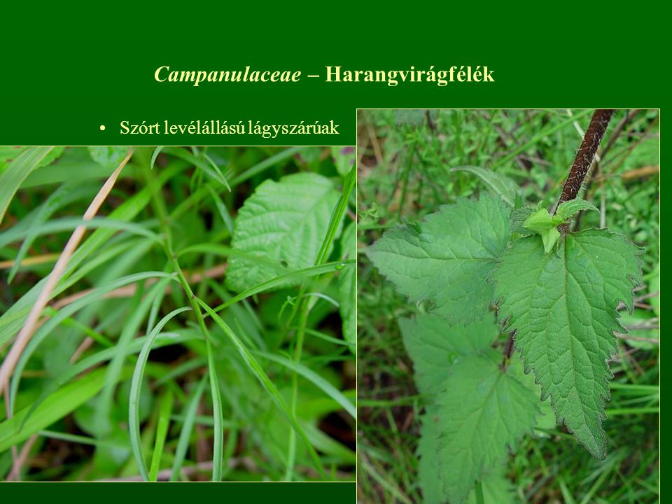 Campanulaceae – Harangvirágfélék